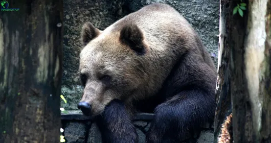 Himalayan Nature Park